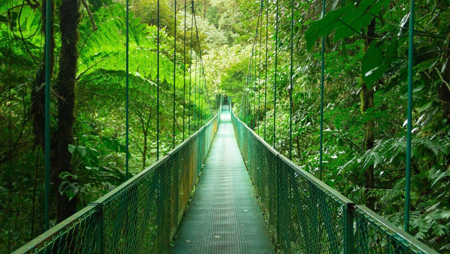 Monteverde Cloud Forest — 1