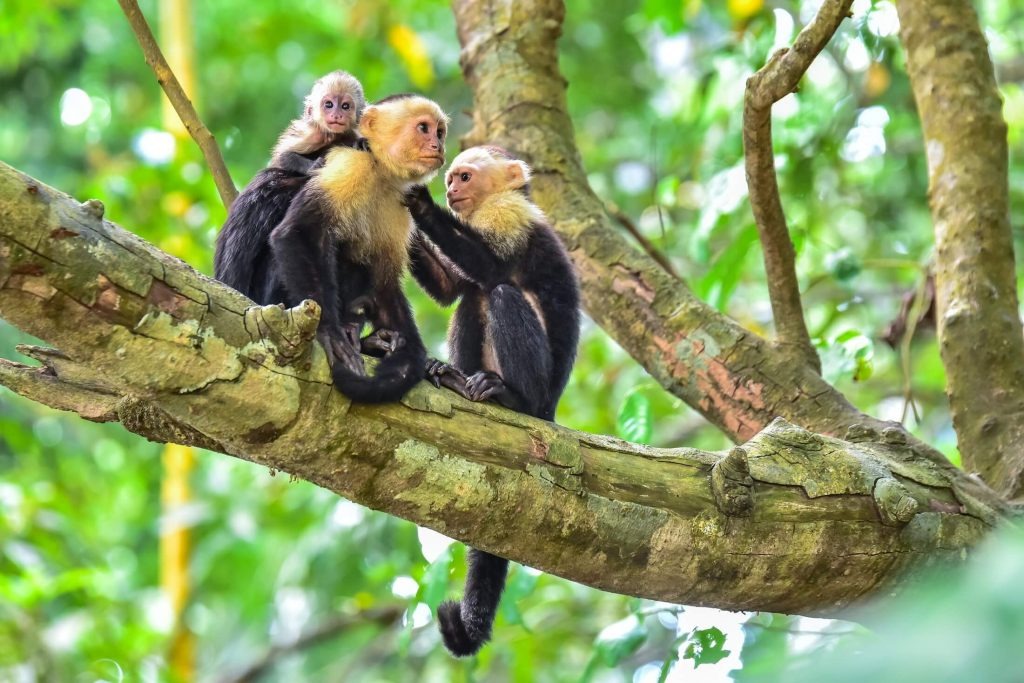 Fortuna to Manuel Antonio National Park — 2