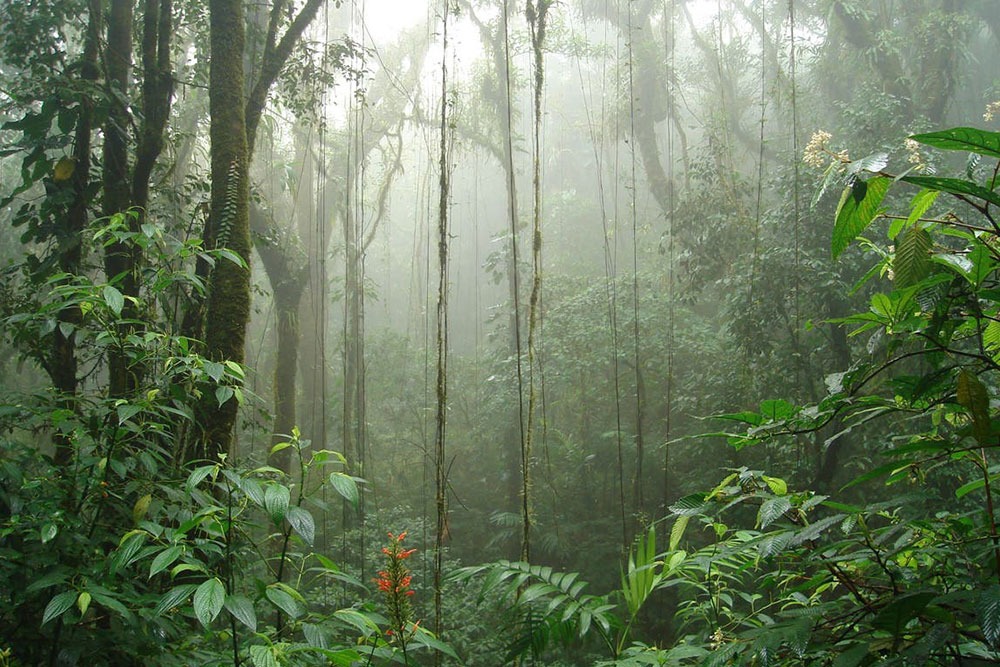 Monteverde Cloud Forest — 3